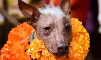 Diputados aprueban crear el Día Nacional del Xoloitzcuintle