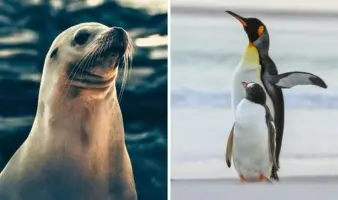 Pingüino emperador y lobo marino antártico pasan a estar en peligro de extinción