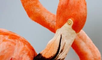 “Flamingos: la vida después del meteorito, es una celebración de resiliencia”: Lorenzo Hagerman