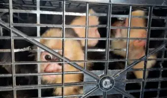 Rescatan a 10 monos capuchinos trasladados ilegalmente en carretera de Tabasco; detienen a conductor