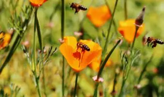 ¡Salvemos a las abejas! Gobierno lanza esta campaña