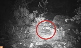 CONANP exhibe fauna de 159 áreas en visor de México