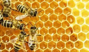 Abejas en México: cambio climático y pesticidas amenazan la apicultura