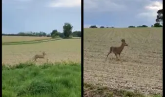 Policía alerta por ciervos 'borrachos' cerca de carreteras en Francia