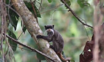 Día Mundial del Medioambiente: investigaciones que buscan generar acciones ante las consecuencias del cambio climático | Mongabay Latam