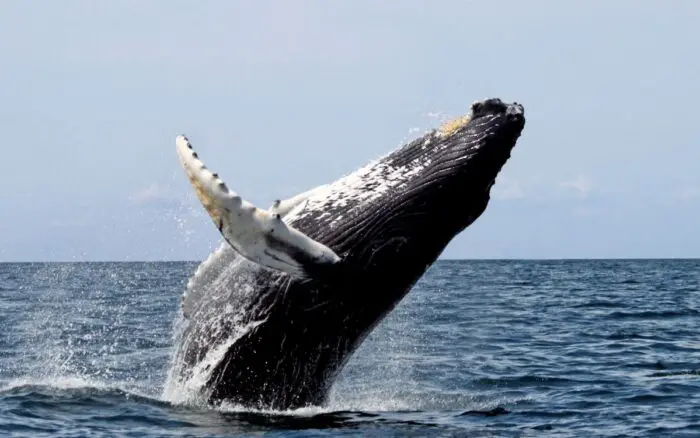 Islandia reanuda la caza de ballenas tras dos años