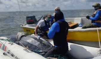 Día Mundial de las Tortugas Marinas: tres historias dan esperanza en AL | Mongabay Latam