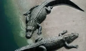 Detienen a hombre por presuntamente tirar a niño a recinto de cocodrilos en zoológico de Inglaterra
