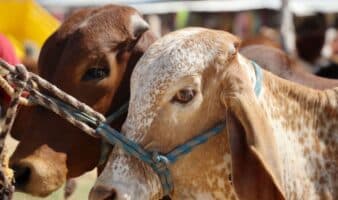 México reanudará exportación de ganado a EU en agosto