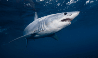 Ola de calor marina altera fauna y acerca tiburones a playas