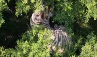 Especialistas de la UNAM realizan necropsia al tigre Kenzo; resultados preliminares, la próxima semana