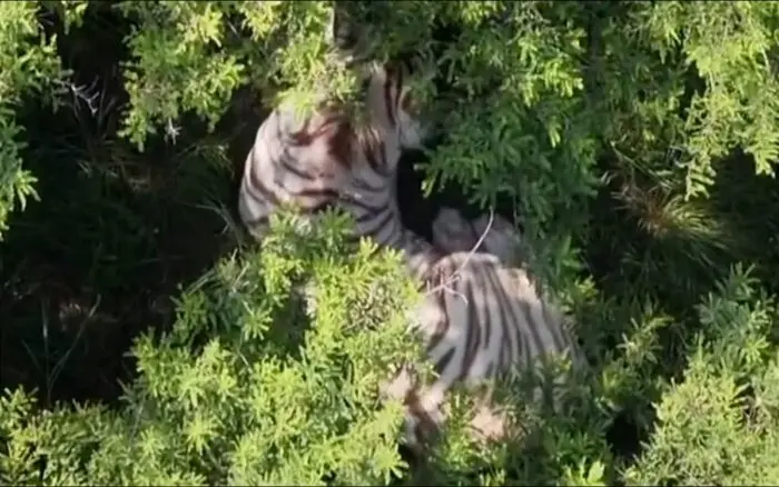 Especialistas de la UNAM realizan necropsia al tigre Kenzo; resultados preliminares, la próxima semana