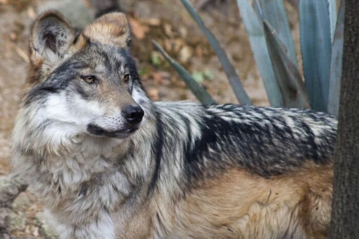 La conservación del lobo mexicano, 'en la vida real'